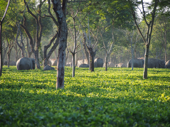 Asian elephant tea garden