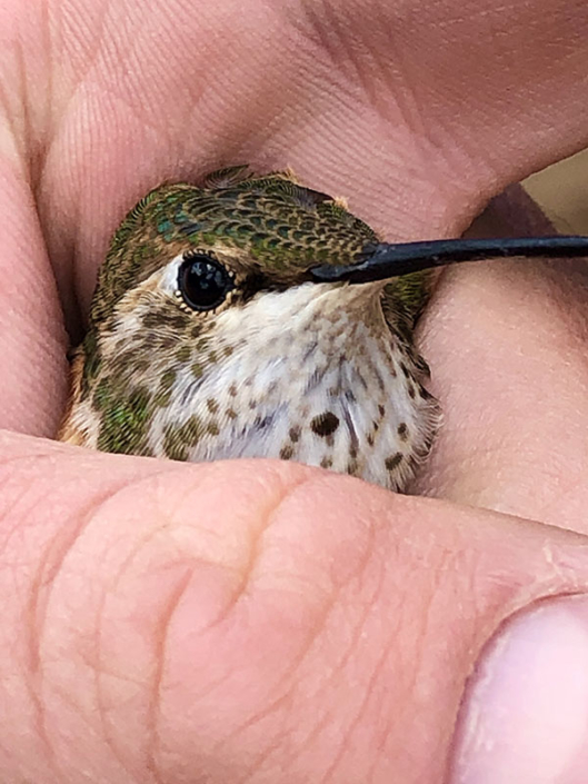 hummingbird in hand