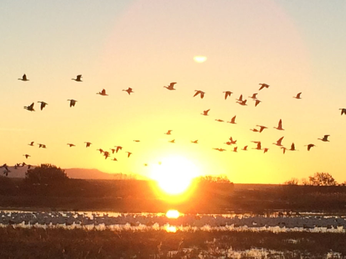 birds sunset