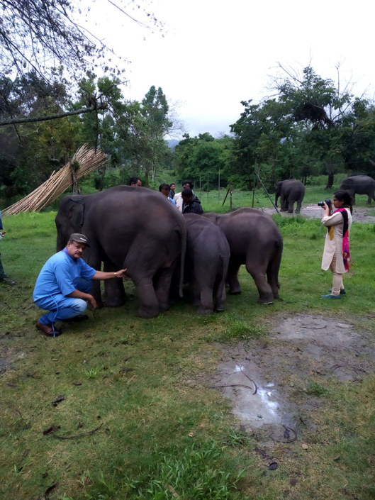 injured elephant with elephant doctor