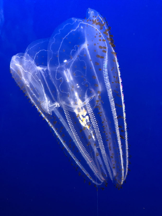 water creature, jellyfish