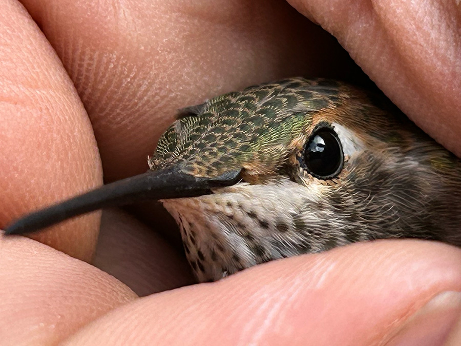 Rufous Hummingbird Janie Chodosh 1