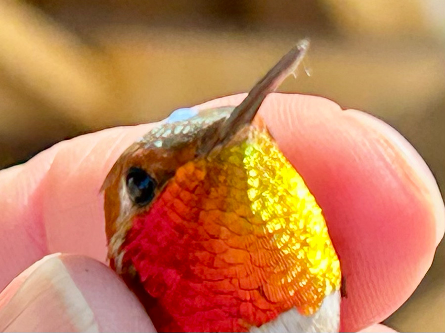 Rufous Hummingbird Janie Chodosh 2