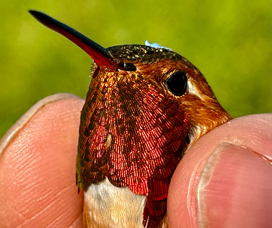 Rufous Hummingbird Janie Chodosh 3
